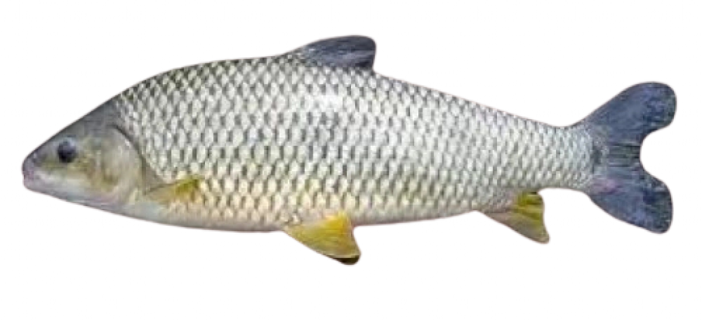2007004000003